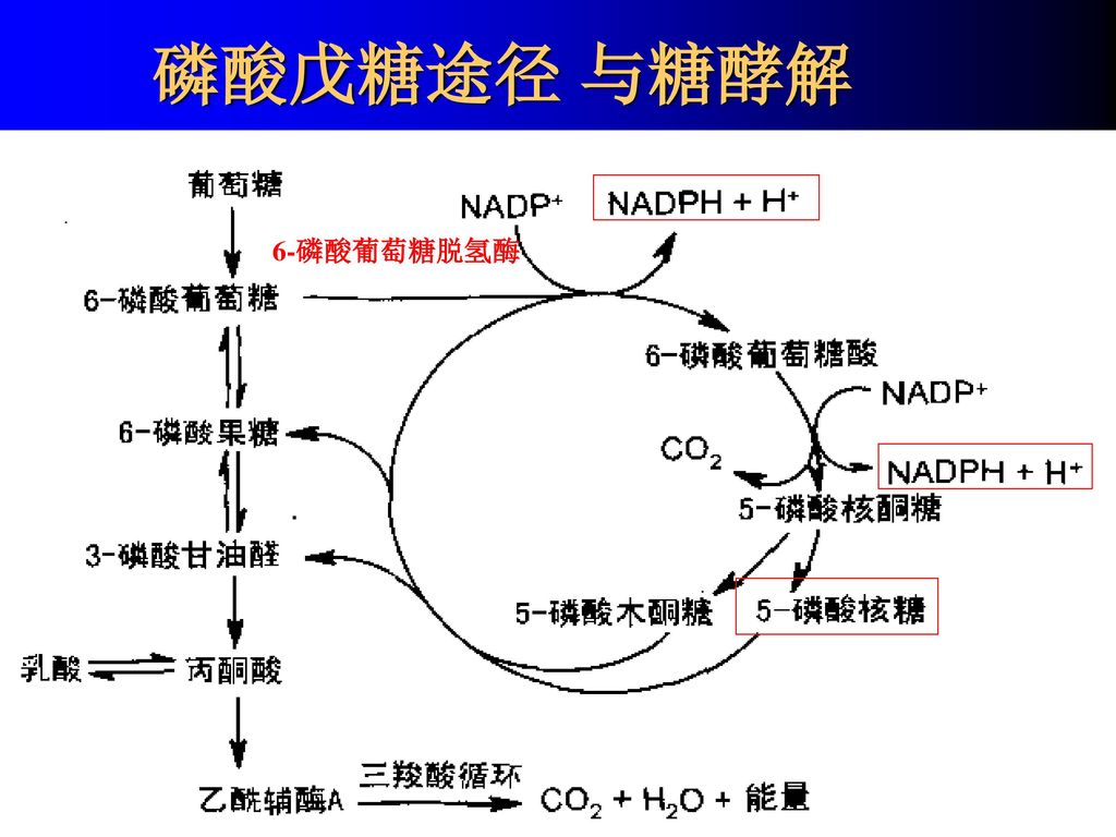 磷酸戊糖循环图片